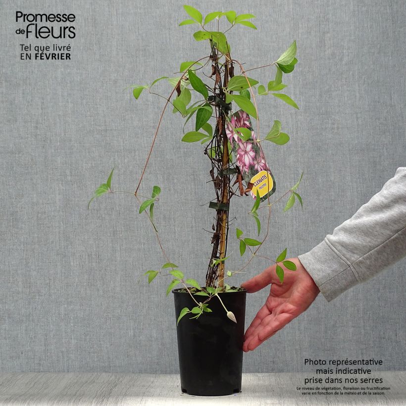 Example of Waldrebe Picotee - Clematis Topf mit 2L/3L as you get in automne