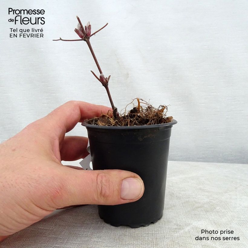 Exemplar von Waldrebe Piilu - Clematis Kleine Töpfe von 8/9 cm wie im Winter geliefert