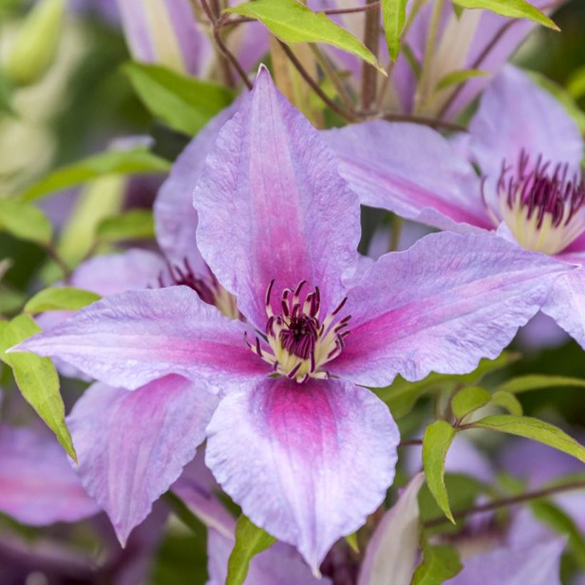 Waldrebe Proud Mary - Clematis (Flowering)