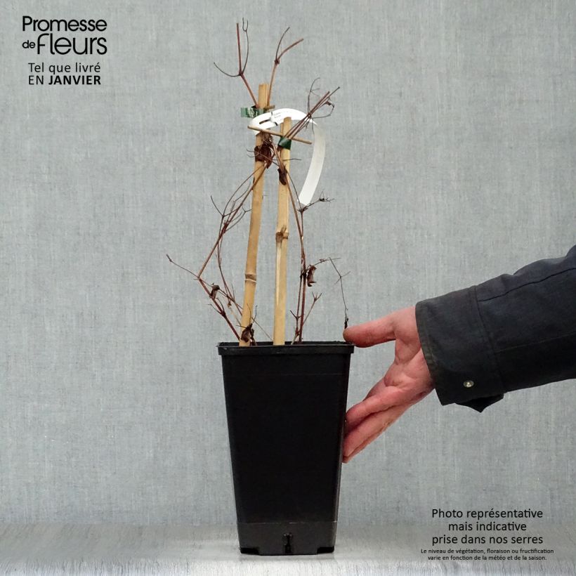 Exemplar von Waldrebe Rebecca - Clematis Topf mit 2L/3L wie im Winter geliefert