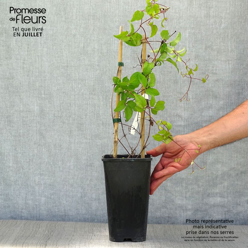 Example of Waldrebe Rebecca - Clematis Topf mit 2L/3L as you get in ete