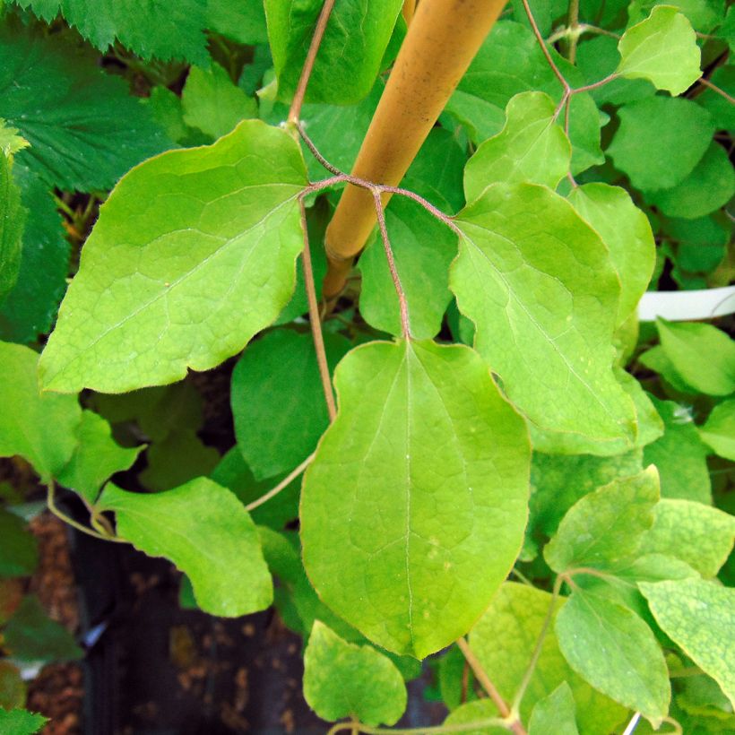 Waldrebe Red Passion - Clematis (Foliage)