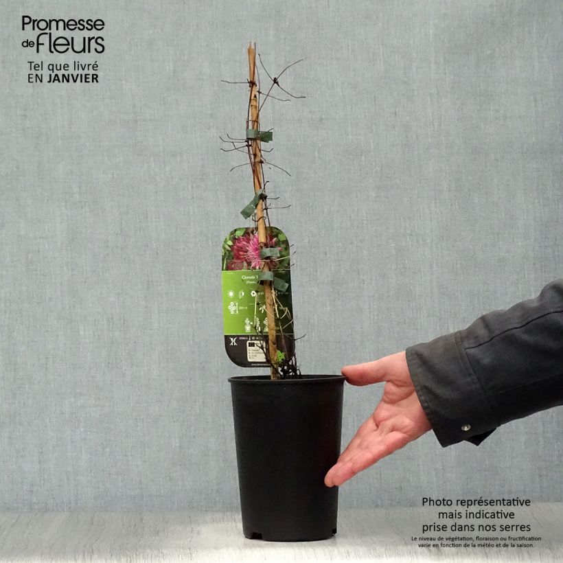 Exemplar von Waldrebe Red Star - Clematis Topf mit 1,5L/2L wie im Winter geliefert