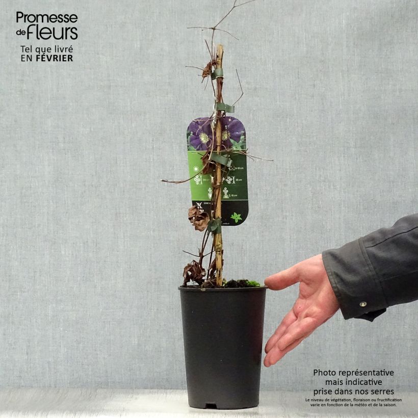 Exemplar von Waldrebe Romantika - Clematis Topf mit 2L/3L wie im Winter geliefert