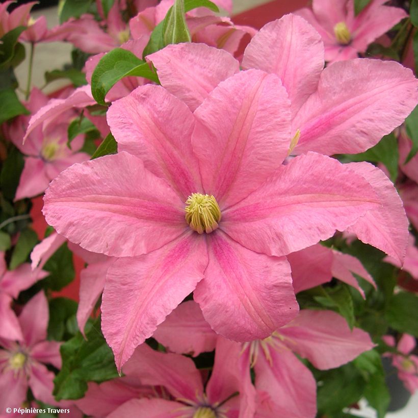 Waldrebe Rosamunde - Clematis (Harvest)