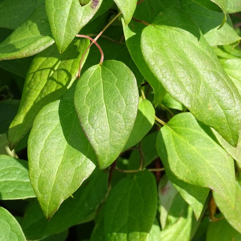 Waldrebe Rouge Cardinal - Clematis (Foliage)