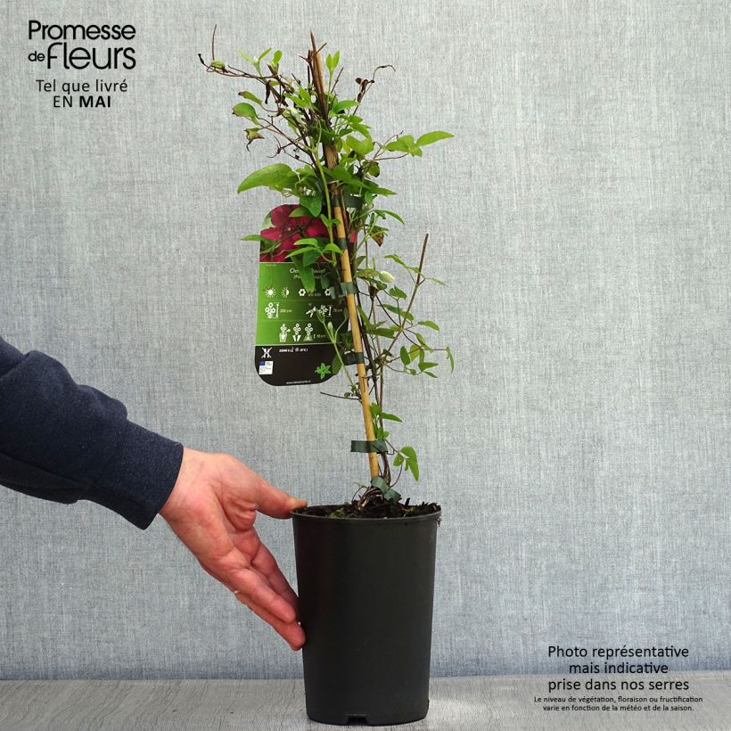 Exemplar von Waldrebe Ruutel - Clematis Topf mit 2L/3L wie im Frühjahr geliefert