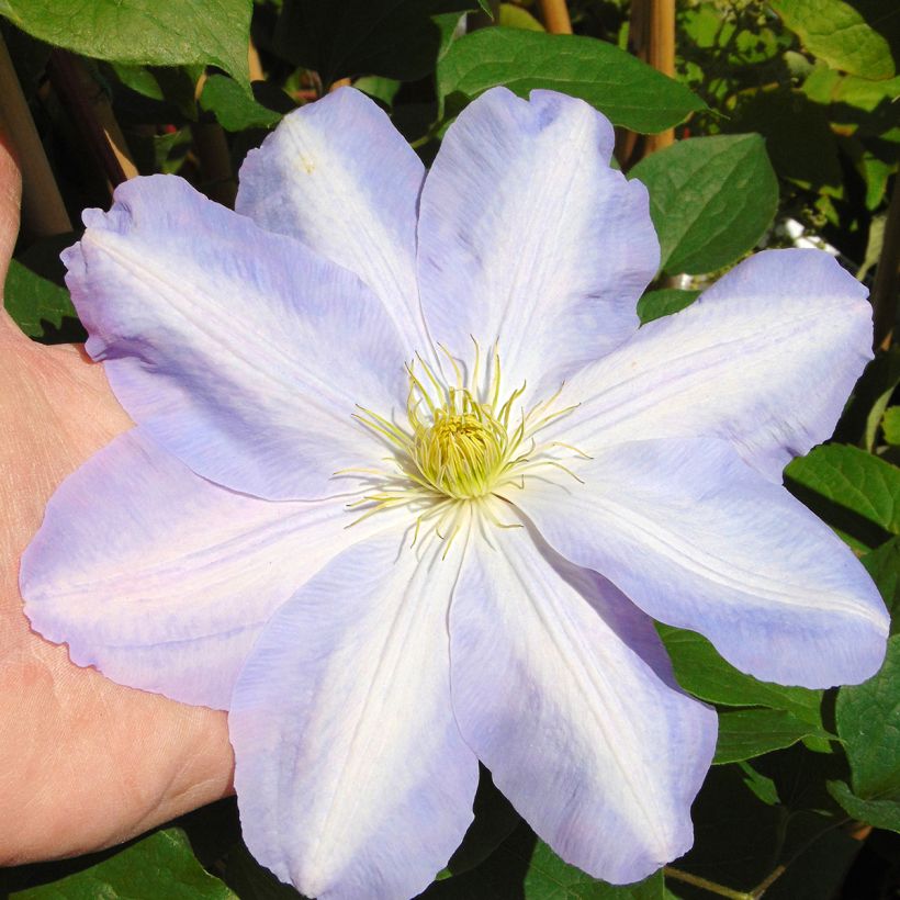 Waldrebe SUCCESS Lavender - Clematis (Flowering)