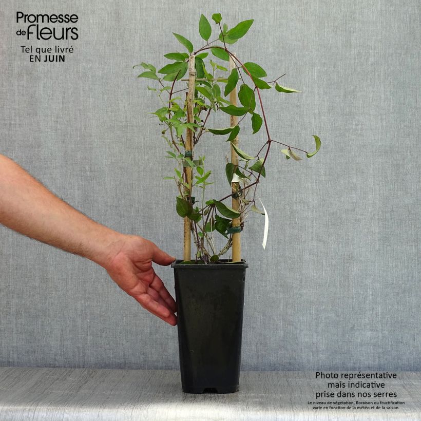 Exemplar von Waldrebe Saphyra - Clematis Topf mit 2L/3L wie im Frühjahr geliefert