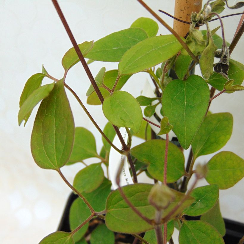 Waldrebe Sen no Kaze - Clematis (Foliage)
