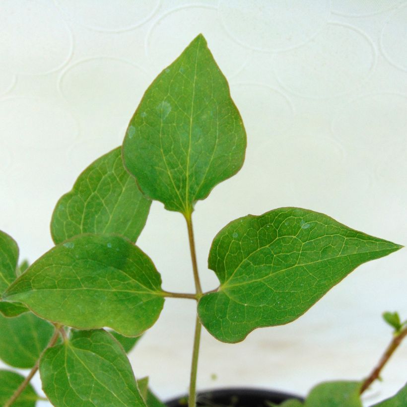 Waldrebe Shin-Shigyoku - Clematis (Foliage)