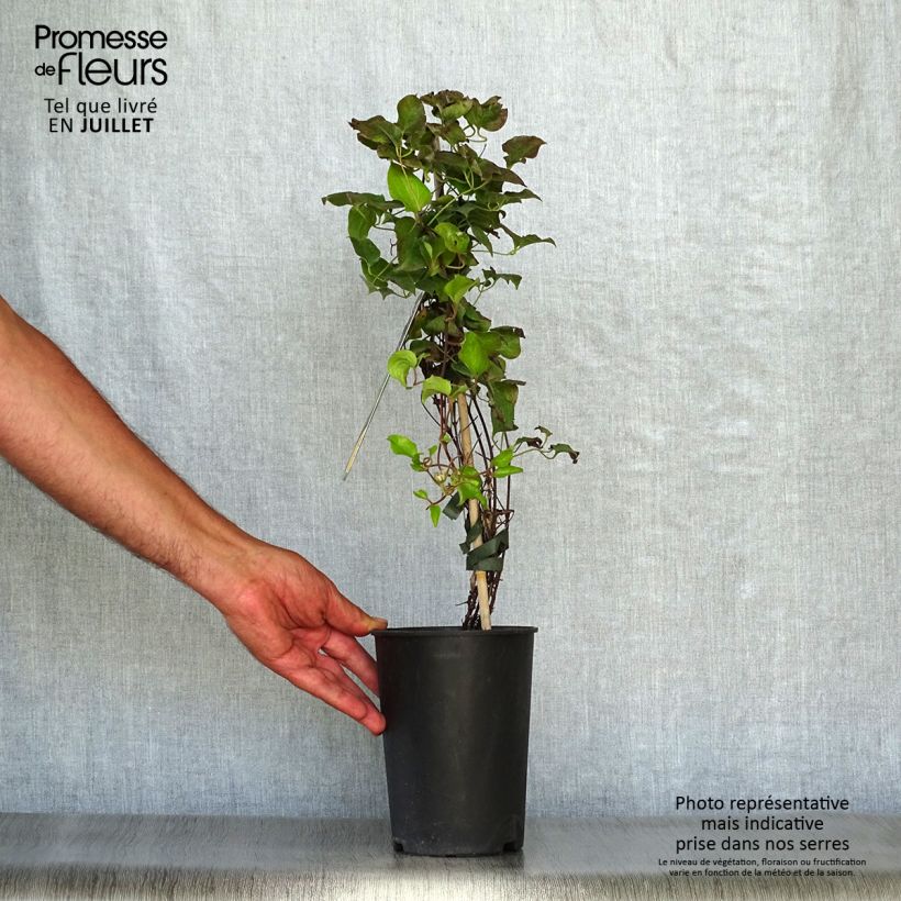 Exemplar von Waldrebe Shin-Shigyoku - Clematis Topf mit 2L/3L wie im Sommer geliefert