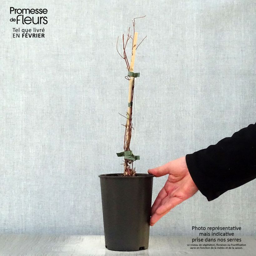 Exemplar von Waldrebe Shin-Shigyoku - Clematis Topf mit 2L/3L wie im Winter geliefert