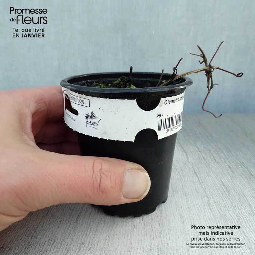 Exemplar von Waldrebe Snow Queen - Clematis Kleine Töpfe von 8/9 cm wie im Winter geliefert
