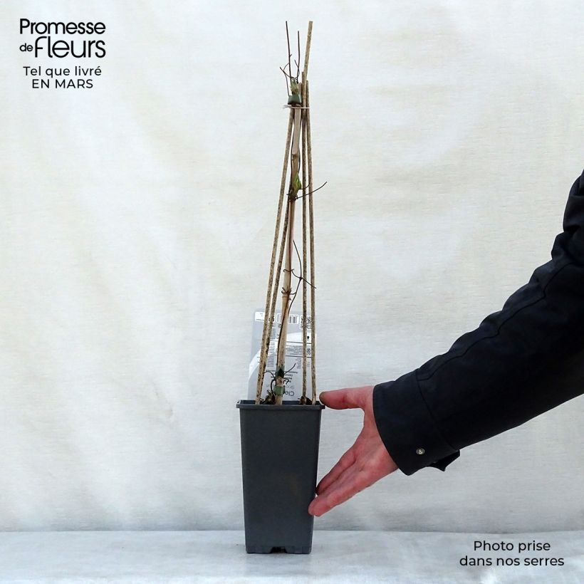 Exemplar von Waldrebe Snow Queen - Clematis Topf mit 2L/3L wie im Frühjahr geliefert