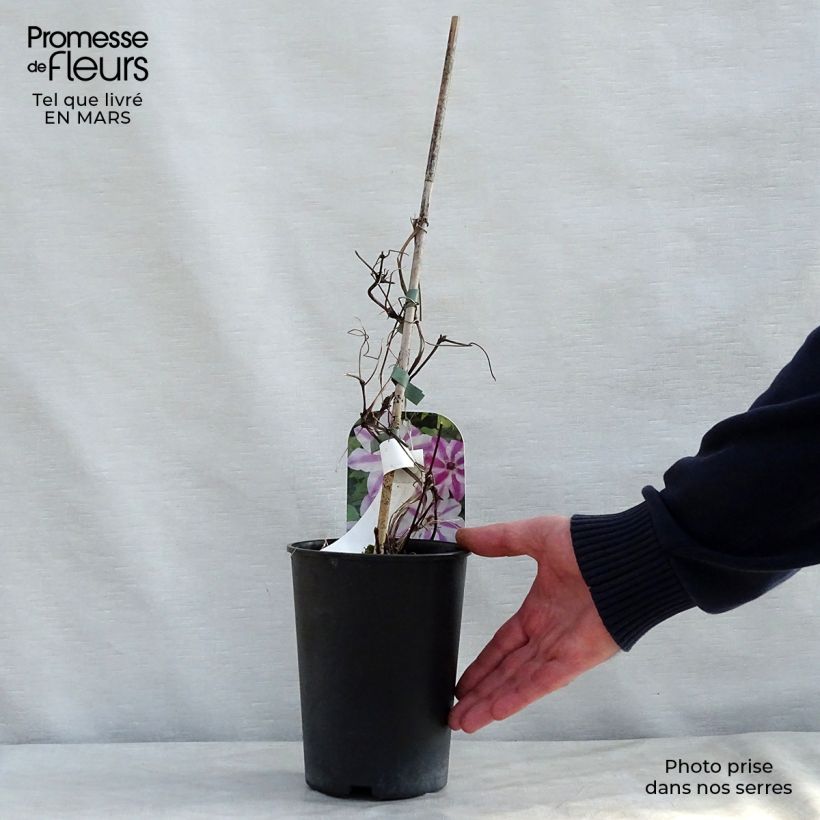 Exemplar von Waldrebe Souvenir du Capitaine Thuilleaux - Clematis Topf mit 2L/3L wie im Frühjahr geliefert