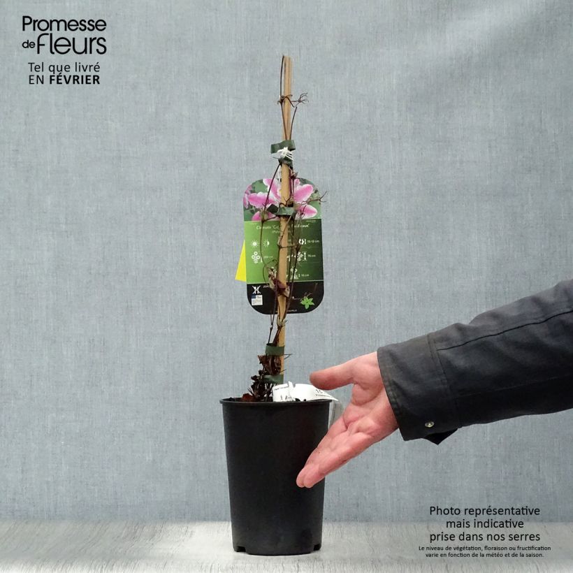 Exemplar von Waldrebe Souvenir du Capitaine Thuilleaux - Clematis Topf mit 2L/3L wie im Winter geliefert