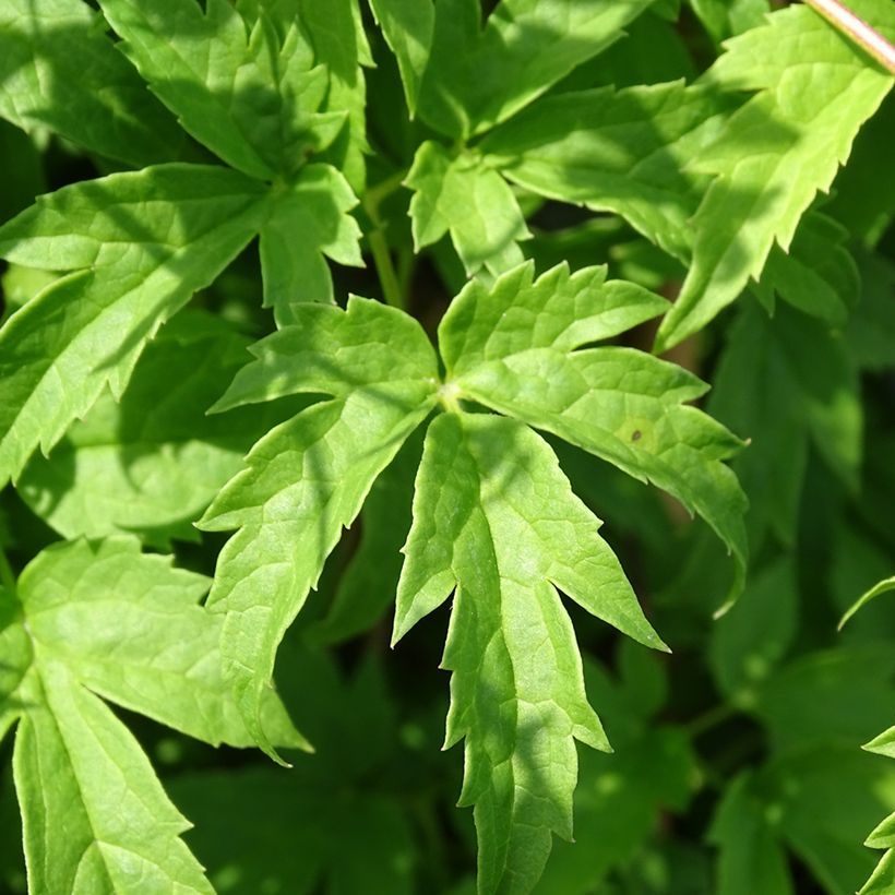 Waldrebe Spiky - Clematis (Foliage)