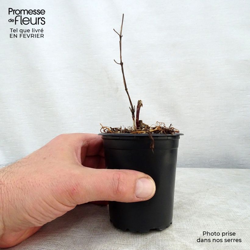 Exemplar von Waldrebe Star of India - Clematis Kleine Töpfe von 8/9 cm wie im Winter geliefert