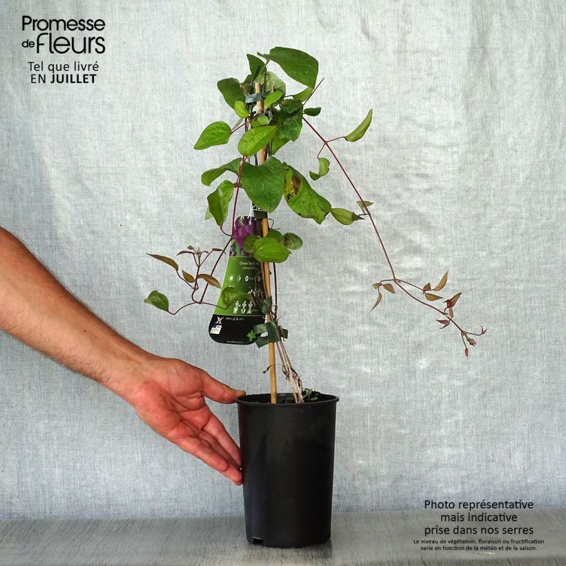 Example of Waldrebe Star of India - Clematis Topf mit 2L/3L as you get in ete