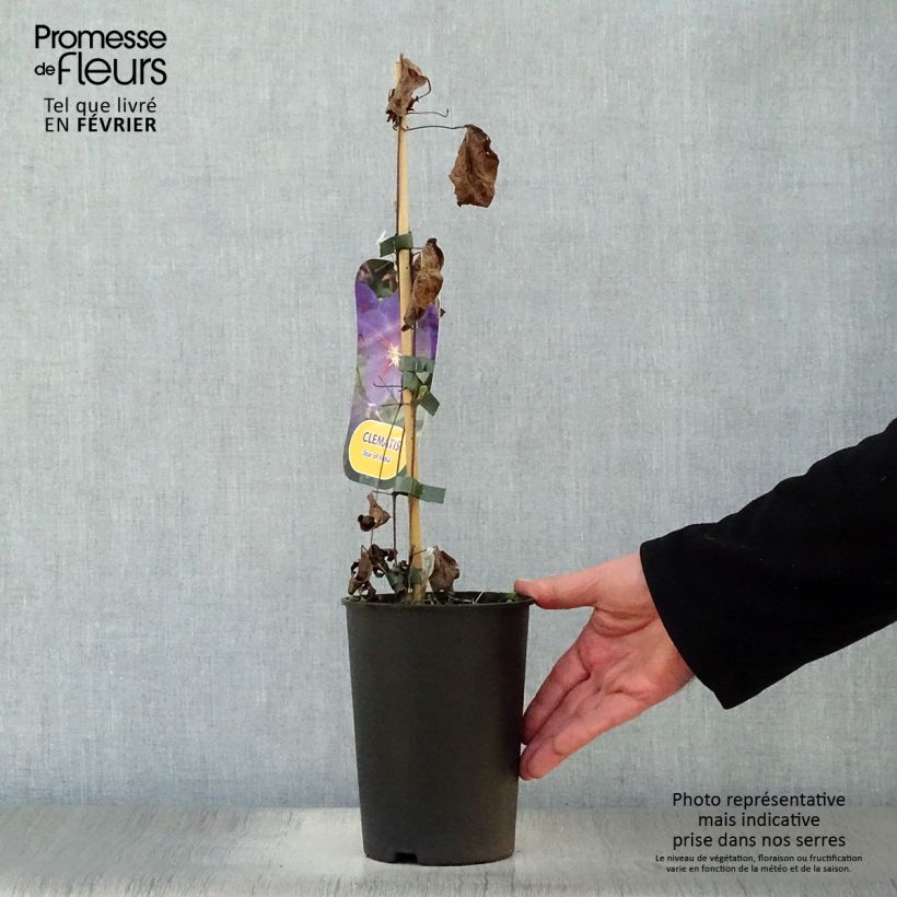 Exemplar von Waldrebe Star of India - Clematis Topf mit 2L/3L wie im Winter geliefert