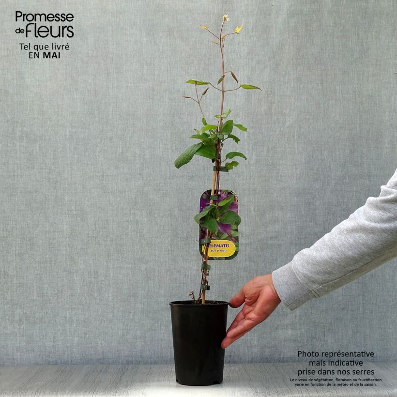 Exemplar von Waldrebe Star of India - Clematis Topf mit 2L/3L wie im Frühjahr geliefert