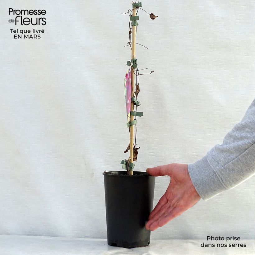 Exemplar von Waldrebe Star of Pakistan - Clematis Topf mit 2L/3L wie im Frühjahr geliefert