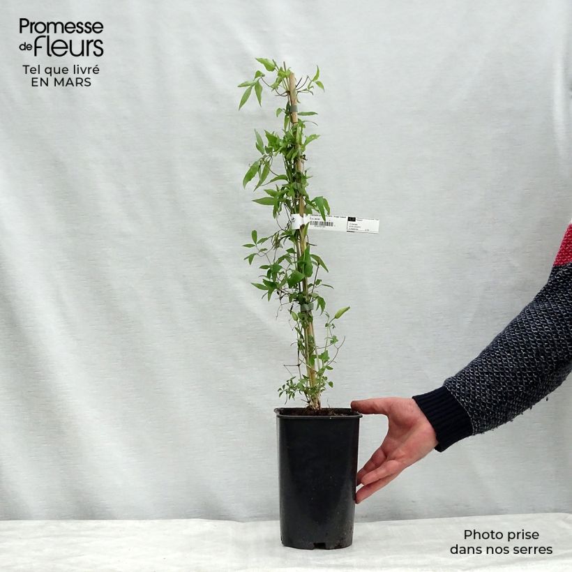 Exemplar von Waldrebe Sugar Sweet - Clematis Topf mit 2L/3L wie im Winter geliefert