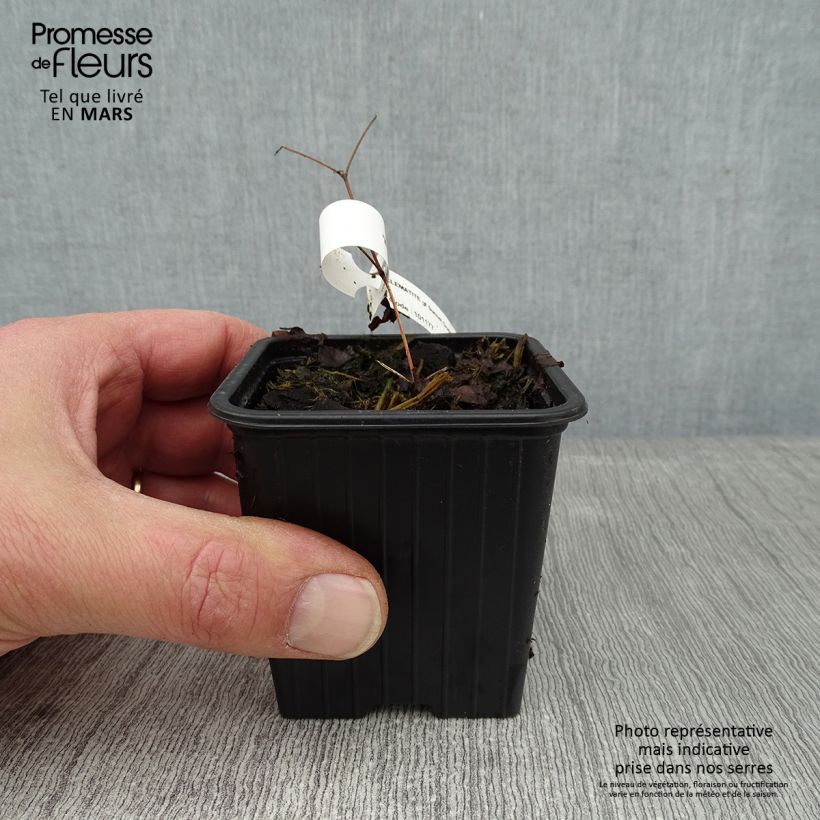 Exemplar von Waldrebe Sunset - Clematis Kleine Töpfe von 8/9 cm wie im Winter geliefert