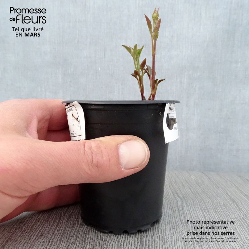 Exemplar von Waldrebe Sunset - Clematis Kleine Töpfe von 8/9 cm wie im Frühjahr geliefert