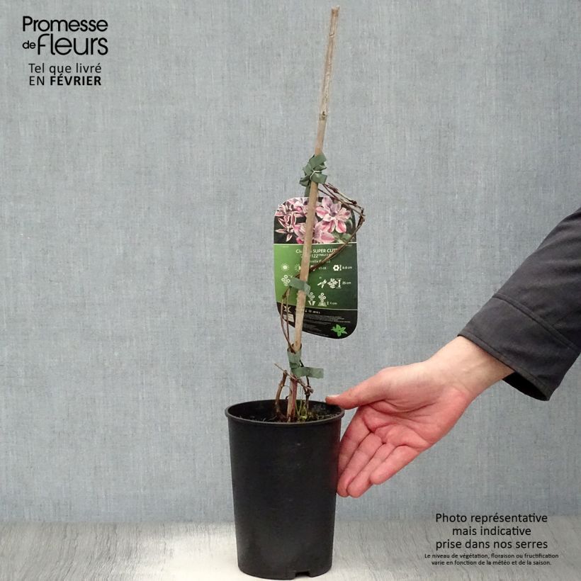 Exemplar von Waldrebe Super Cute - Clematis Topf mit 2L/3L wie im Winter geliefert