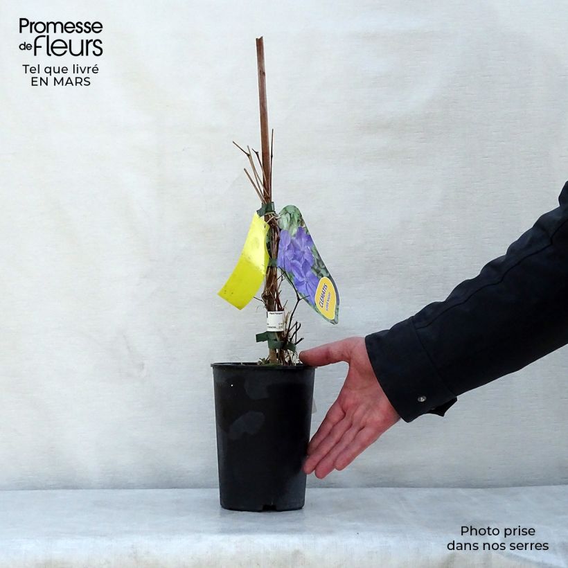 Exemplar von Waldrebe Supernight - Clematis Topf mit 2L/3L wie im Frühjahr geliefert