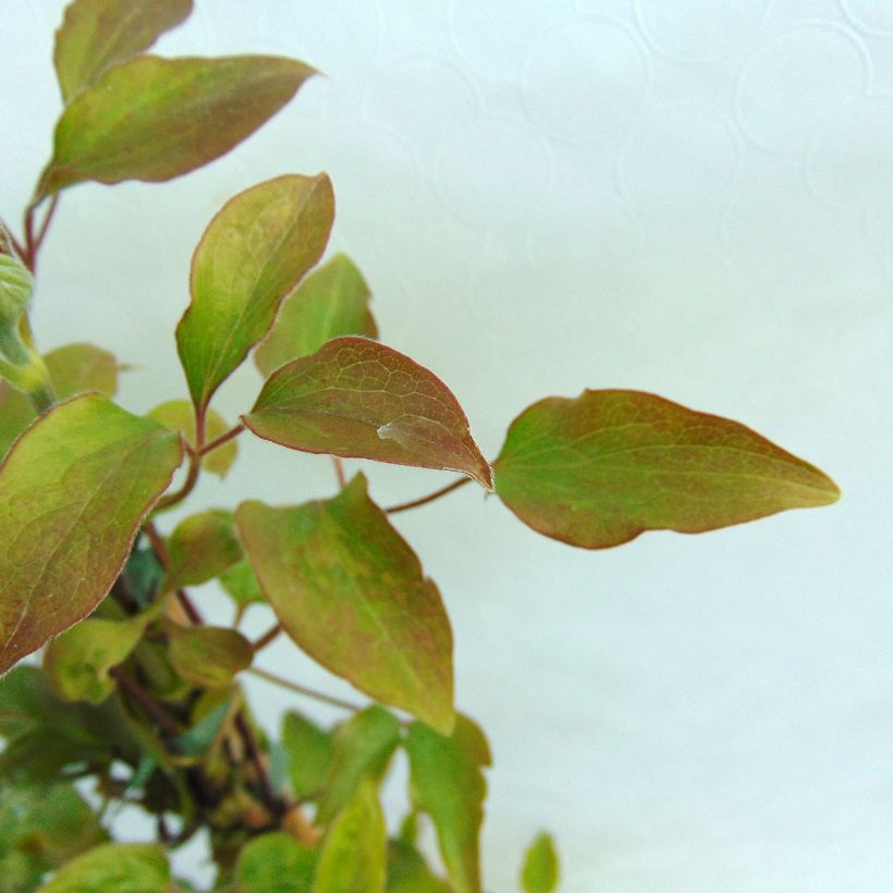 Waldrebe Teshio - Clematis (Foliage)