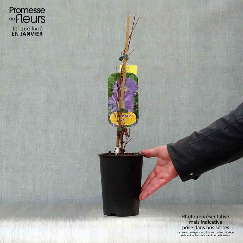 Exemplar von Waldrebe Teshio - Clematis Topf mit 2L/3L wie im Winter geliefert