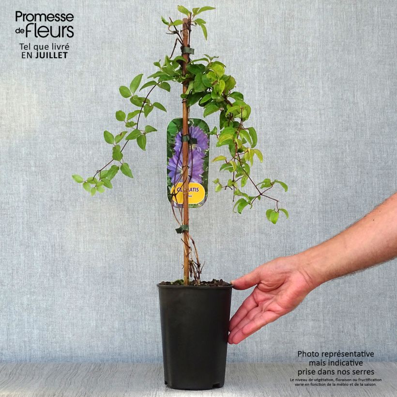 Exemplar von Waldrebe Teshio - Clematis Topf mit 2L/3L wie im Sommer geliefert