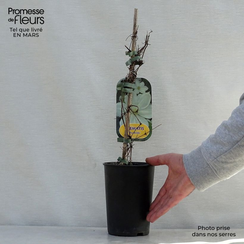 Exemplar von Waldrebe The Bride - Clematis Topf mit 2L/3L wie im Frühjahr geliefert