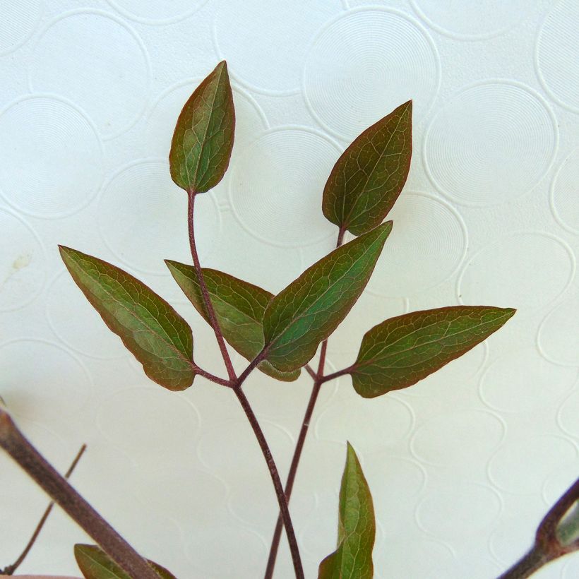 Waldrebe The President - Clematis (Foliage)