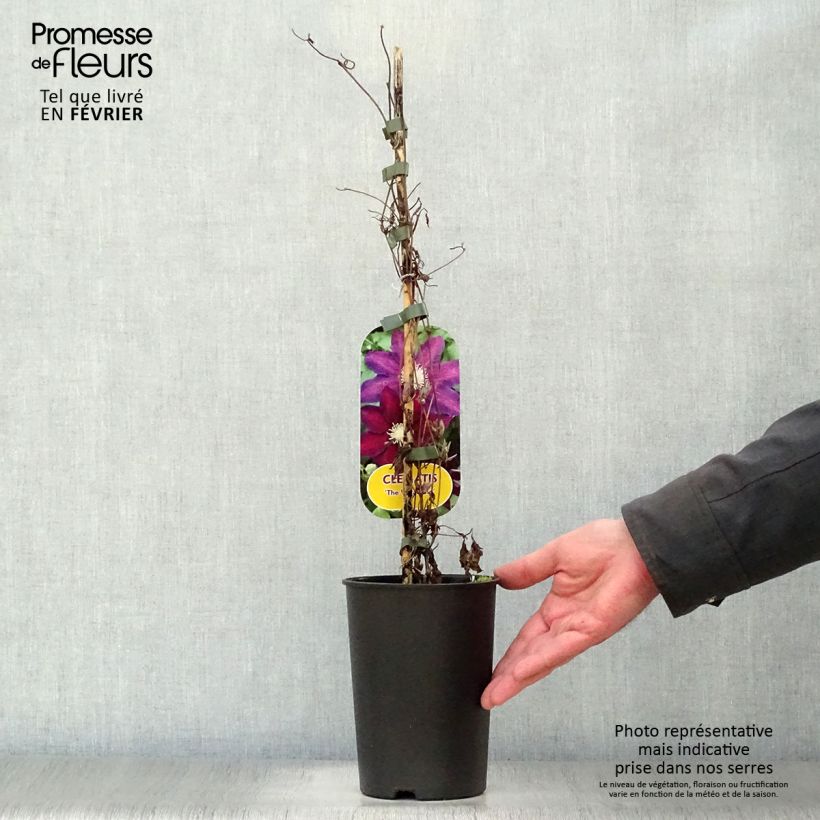 Exemplar von Waldrebe The Vagabond - Clematis Topf mit 2L/3L wie im Winter geliefert