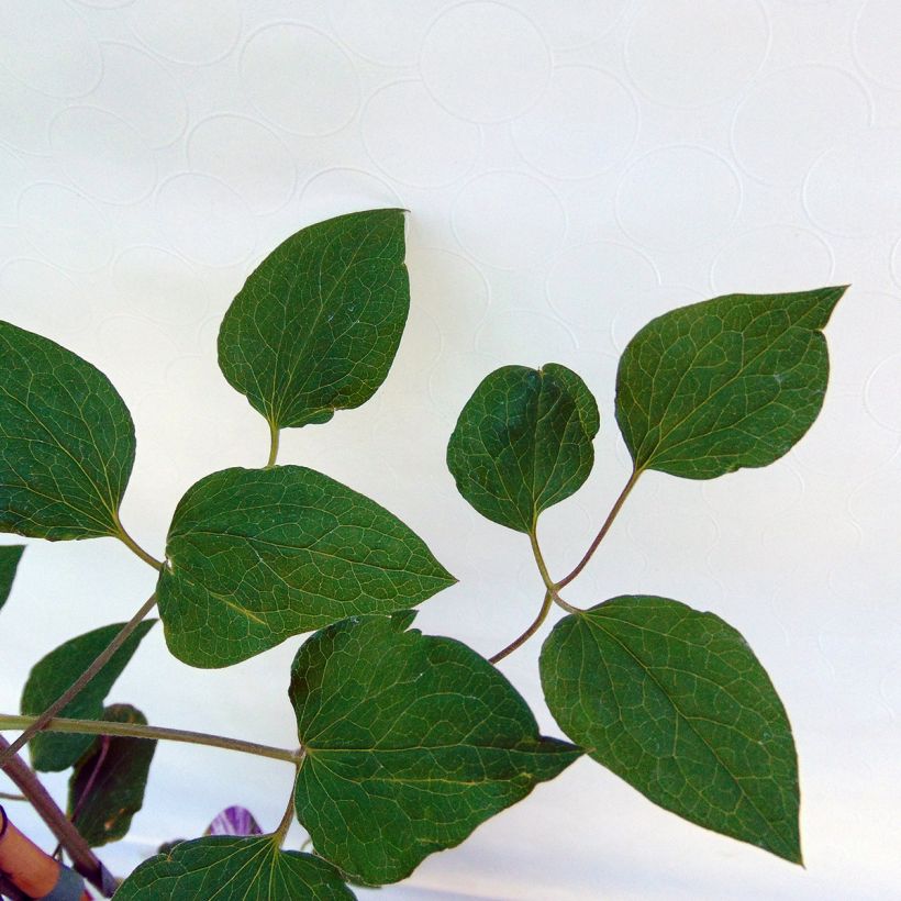 Clematis jackmanii Tie Dye - Waldrebe (Foliage)