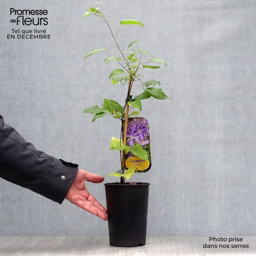 Exemplar von Clematis jackmanii Tie Dye - Waldrebe Topf mit 2L/3L wie im Winter geliefert
