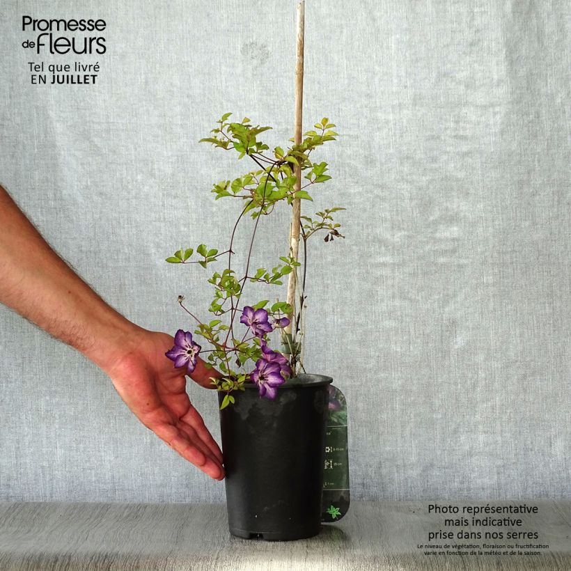 Exemplar von Clematis florida Venosa Violacea - Waldrebe Topf mit 2L/3L wie im Sommer geliefert