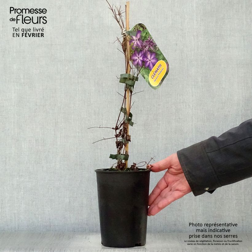 Exemplar von Clematis florida Venosa Violacea - Waldrebe Topf mit 2L/3L wie im Winter geliefert