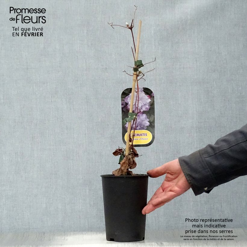 Exemplar von Waldrebe Veronica's Choice - Clematis Topf mit 2L/3L wie im Winter geliefert