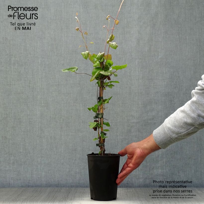 Exemplar von Waldrebe Veronica's Choice - Clematis Topf mit 2L/3L wie im Frühjahr geliefert