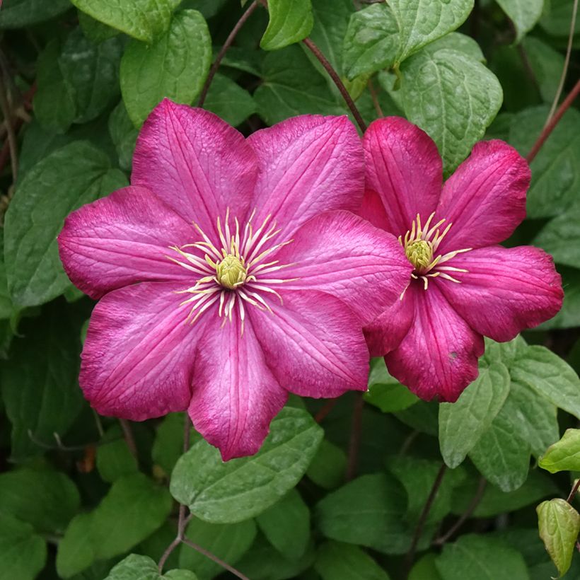 Waldrebe Ville de Lyon - Clematis (Flowering)