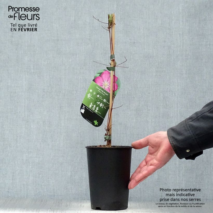 Exemplar von Waldrebe Ville de Lyon - Clematis Topf mit 1,5L/2L wie im Winter geliefert