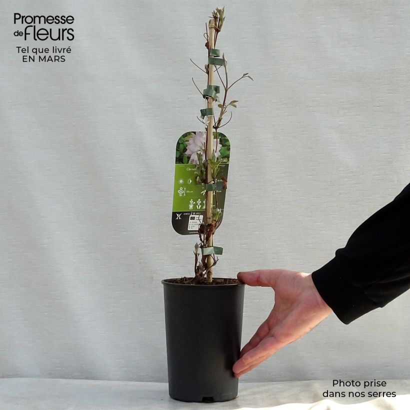 Exemplar von Waldrebe Violet Elisabeth - Clematis Topf mit 2L/3L wie im Frühjahr geliefert