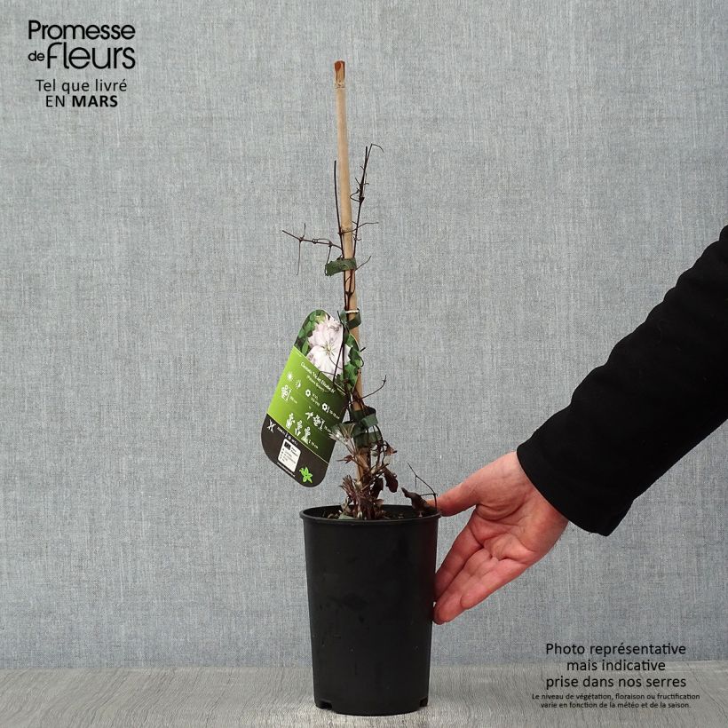 Exemplar von Waldrebe Violet Elisabeth - Clematis Topf mit 2L/3L wie im Winter geliefert