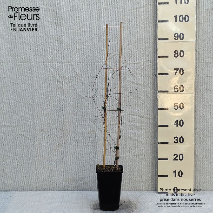 Exemplar von Waldrebe Viva Polonia - Clematis Topf mit 2L/3L wie im Winter geliefert