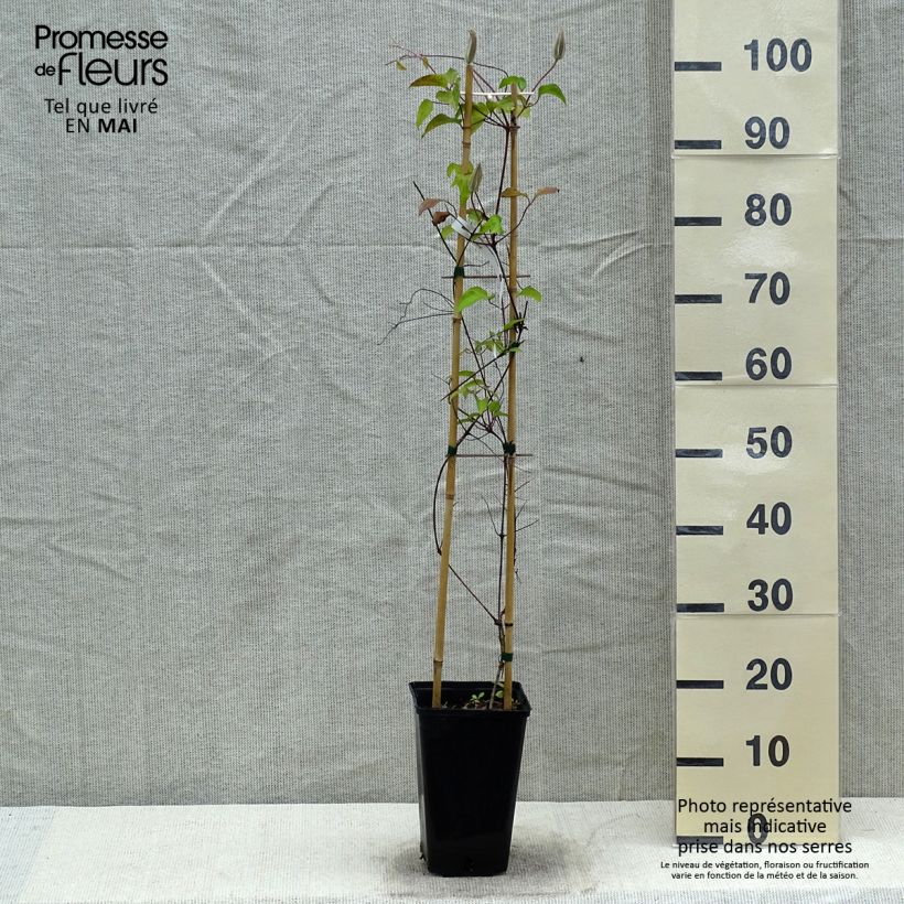 Exemplar von Waldrebe Viva Polonia - Clematis Topf mit 2L/3L wie im Frühjahr geliefert